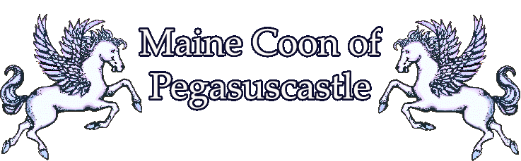 Mainecoon of Pegasuscastle